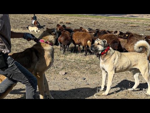 HIRÇO İLE DEV KANGAL KARŞI KARŞIYA - HORASANIN GENİŞ