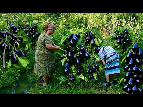 Farm Fresh Eggplant Harvest | Traditional Homemade Eggplant