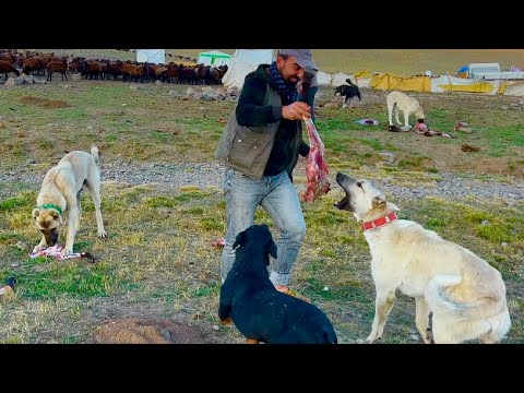 ZİYAFET VAR—ÇOBANLAR NEDEN TARTIŞTI