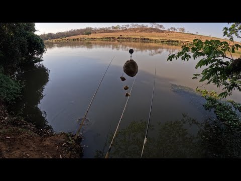 Pescaria de curimba gigante e Piau usando tripa de frango e