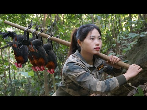 Hunting wild chickens, skills to detect and set traps for