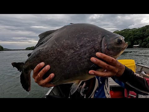 Pescaria de Pacu caranha e Piauçu gigante no Rio grande