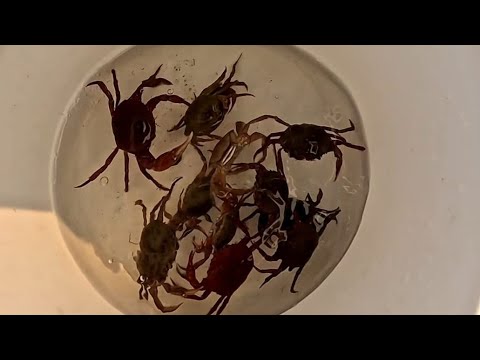 Pescaria de Piau e Curvinas no Rio grande Indiaporã