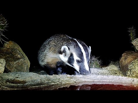 Who shows up at Night???