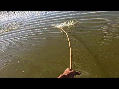 Incrivelmente gigante tá maluco a varinha de bambu