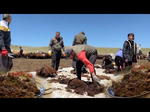 KUZU KIRKMA EKİBİ, 700 KUZUYU KIRKTIK--2 KUZU KESTİK YEDİK,