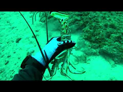 Sharks, Goliath Grouper, Lionfish Slayed, and Lobster Limit
