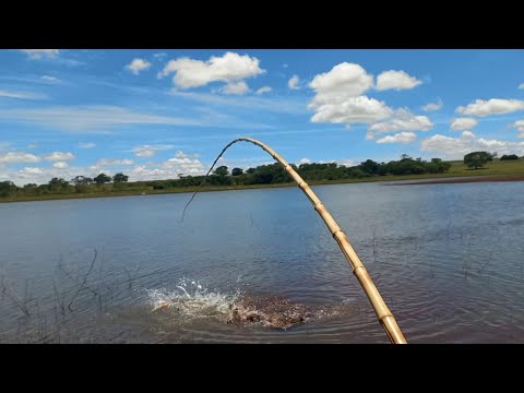 Gigantes do Rio grande estralando o bambu isca viva no