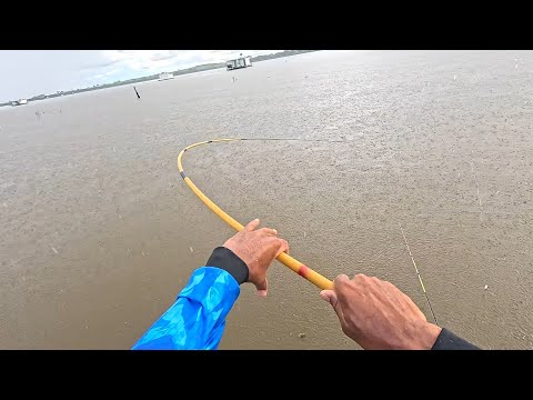 Pescaria de piauçu e curimba no Rio turvo usando tripa de