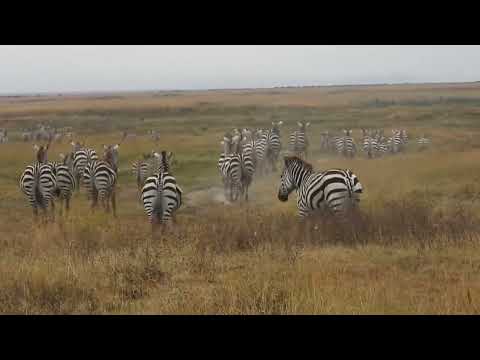 DSCN1428-zebrasRunning