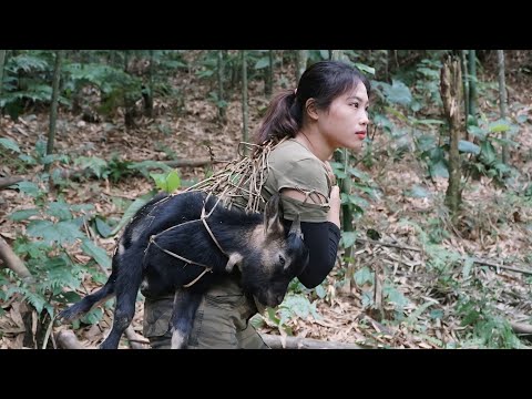 Tracking wild goat tracks and setting traps to catch them,