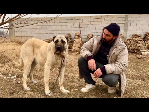 SÜRPRİZ DİŞİ-YENİ YAVRU-ÖLÜMDEN DÖNEN KOYUN