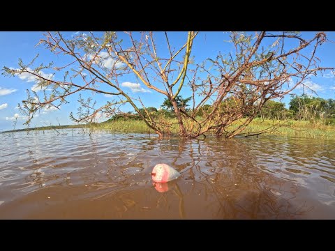 Pescaria no Rio Turvo sistema isca viva na bóia Dessa vez o