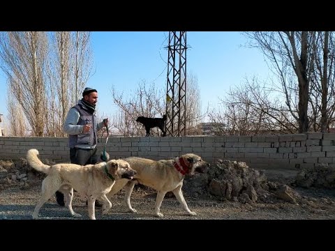 POZGEWR VE HIRÇO KAN İÇİNDE-ZİNCİR KOPARIYOLAR
