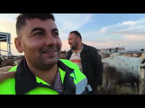 ÇORUM HAYVAN PAZARI BÜYÜKBAŞ 21 EYLÜL ÇEKİMİ 1 BÖLÜM 21