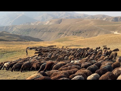 YEŞİL OTLARDAN SARI OTLARA GEÇİŞ - SONBAHAR'IN SESİ