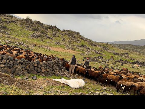 YAĞMUR BEKLEYEN OTLAKLAR- HIRÇO YARALANDI