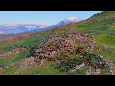 YAYLA İÇİN GÖÇ YOLCULUĞU BAŞLADI