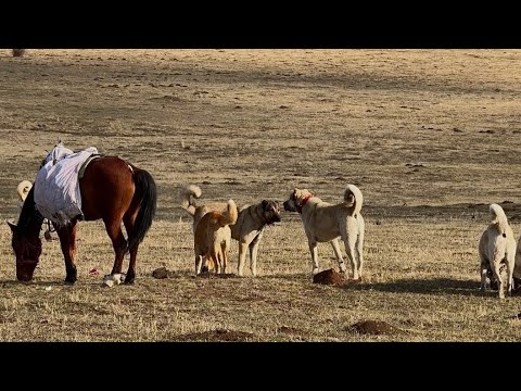 FARKLI SÜRÜ KÖPEKLERİ KARŞI KARŞIYA - HASTENEYE GİTMEK