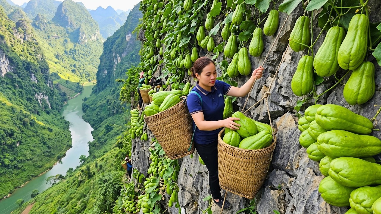 Harvesting Giant Chayote To Sell At The Rural Market