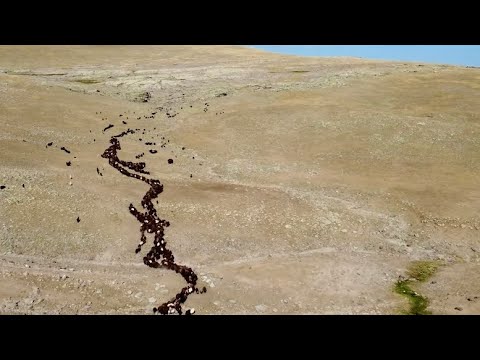 SONBAHAR GELDİ - KUZULARIMIZ İÇİN ZOR GÜNLER