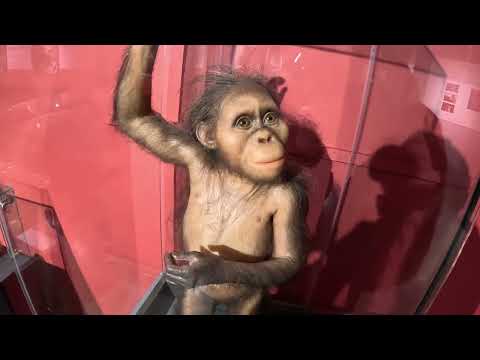 Etiyopyalı Havva Anamız LUCY. İnsanın evrimine AFRİKA’ dan