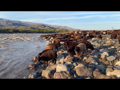 GÜN BOYU ARAS NEHRİ HAVZASINDAYDIK- BABAMDAN ESKİ ÇOBANLIK