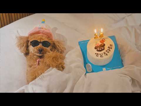 It's My Dog Ryua's 12th Birthday Summer Glam Camping