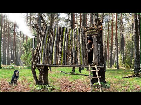 Building a Survival Shelter Between Two Large Trees Clay