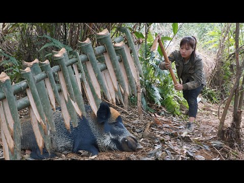 Wild boar breaks into shelter, wild boar trapping skills,
