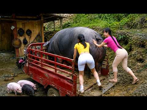 Everyone Stopped to Watch Transporting 666KG Giant Pigs on