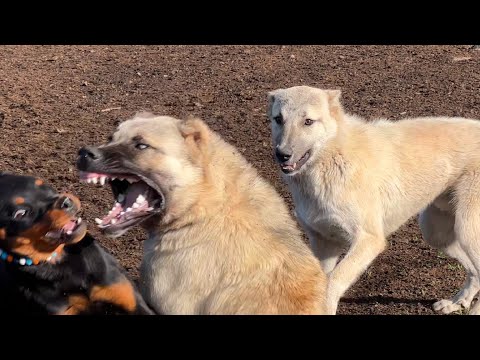 ROTTWEİLER VS KANGAL KÜÇÜKLERİN DÖVÜŞ TALİMİ -- ATMACANIN
