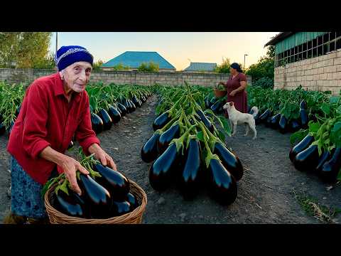 Harvesting Fresh Eggplant : Grandma Make Eggplant Caviar!