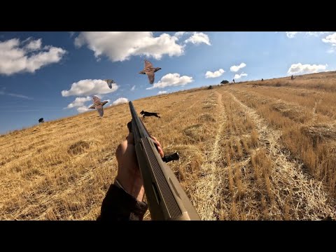 BILDIRCIN AVI -3 QUİL HUNTİNG (Göçe denk geldik her yerden