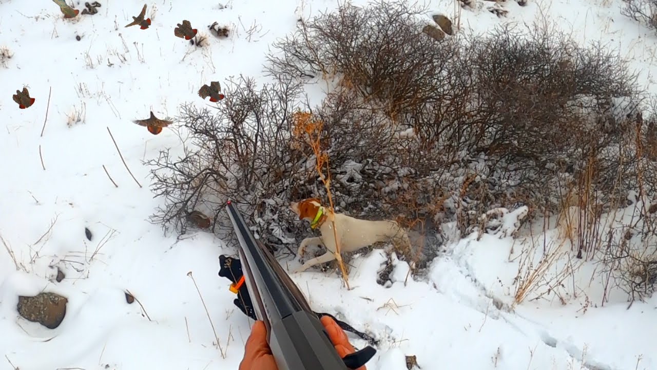 2020 tavşan keklik avlarıPartridge huntPartridge and rabbit