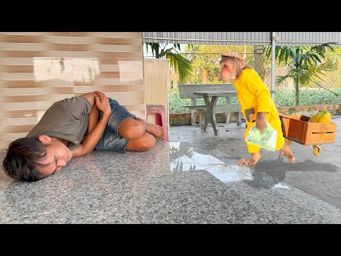Cutis secret harvests papaya, help Dad have incident making