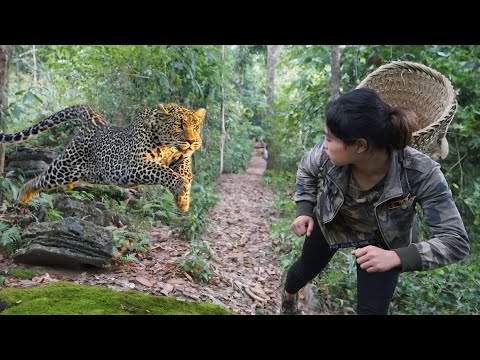 lost in the forest with many predators, scared and ran