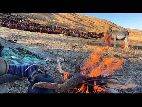 BİR KUZU TEK BAŞINA DAĞDA KALMIŞ—ÇADIRI GÖNDERME ZAMANI
