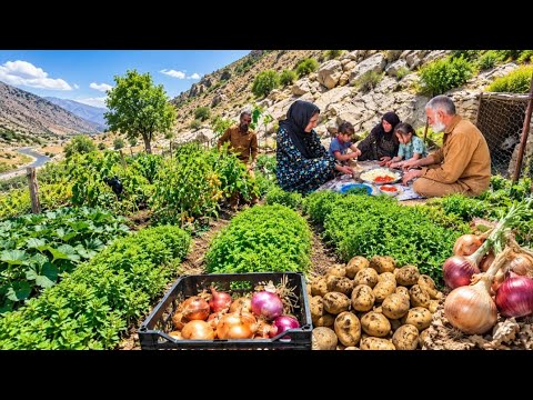 Harvesting Organic Onions and Potatoes at Jahangir Farm