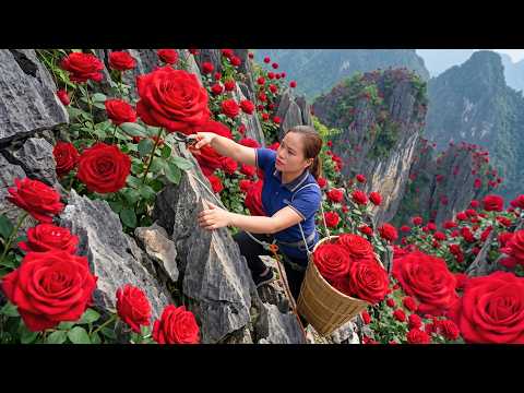 Harvesting Fresh Roses From The Garden And Selling Them At