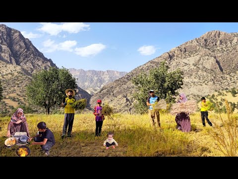 Harvesting for Survival Nomad Family's Hard Work in the