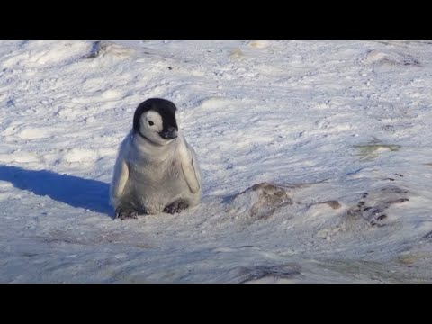 Baby Penguin Tries To Make Friends Snow Chick: A
