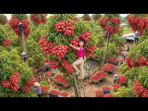 Extreme Tree Climbing For Giant Lychees 3-Wheeled Truck