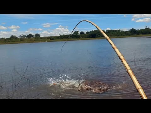 Esse peixe parecia que tava extinto, aí do nada surge um