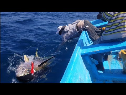 Yellowfin Tuna Fish Catching Skills In Indian Ocean