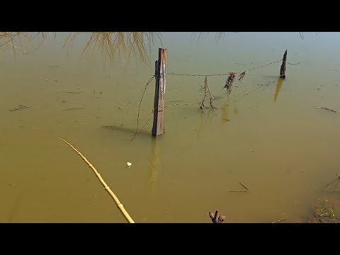 Pescaria Raiz de tilapia tucunare e porquinho esse lugar