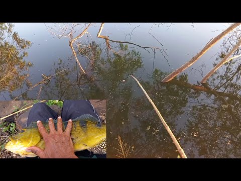 Pescaria de tucunare gigante no bambu é de arrepiar até a