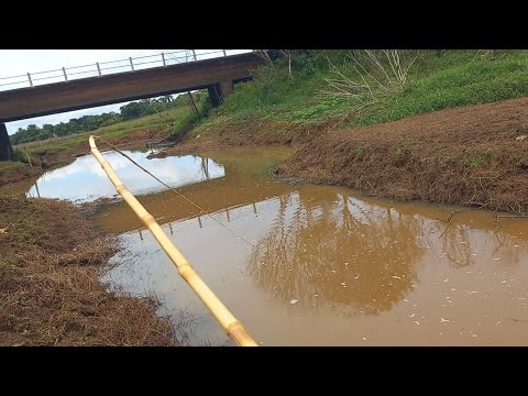 O Rio só não tinha tamanho mais peixe era tanto que saltava