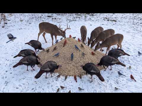 500LBS of BIRD SEED in winter massive feeding frenzy