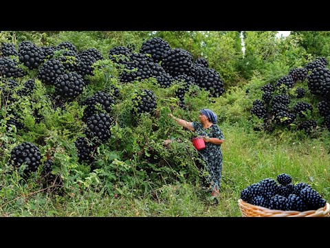 We Collected Blackberries, Prepared Jam and Compote |